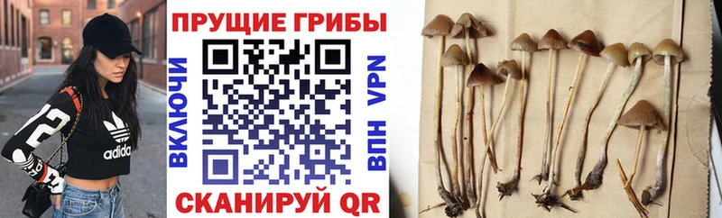 цены   Лянтор  Псилоцибиновые грибы Magic Shrooms 